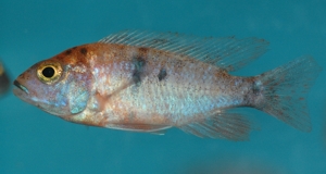 OB Aulonocara hybrid