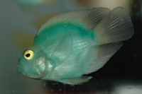 Green parrot cichlid