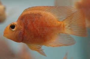 Blood parrot cichlid